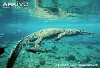 Illustration for article titled Sunday Crocodilian - Crocodylus niloticus Edition